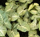 arrowhead vine